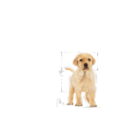 Royal Canin Labrador Retriever Dry Puppy Food