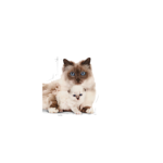 Royal Canin Mother and Baby Dry Cat food