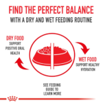 Royal Canin Persian Kitten Dry Food