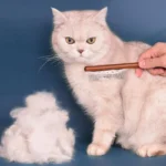 Wooden Handle Stainless Steel Cat Hair Comb 2